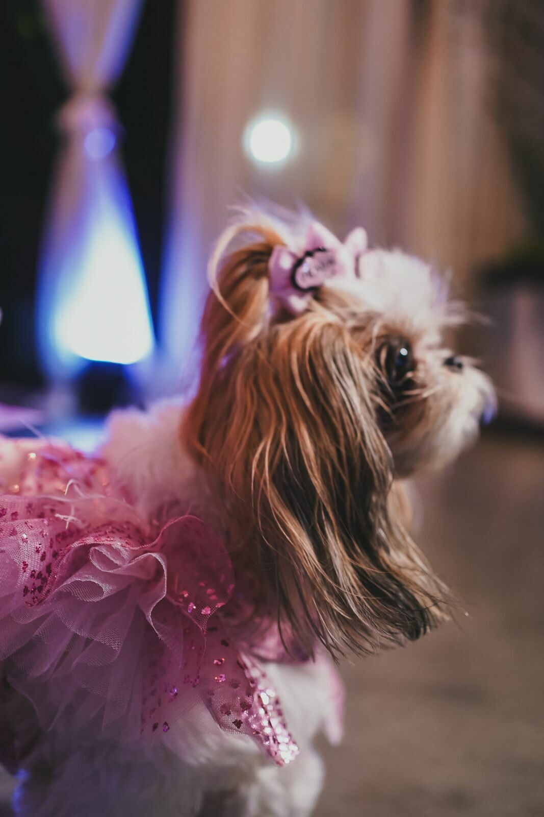 Foto 15 anos Laura  | Gravataí | Casa Coliseu - Imagem 46